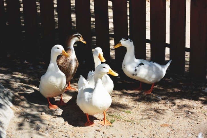 How to Choose the Right Duck Breeds for You