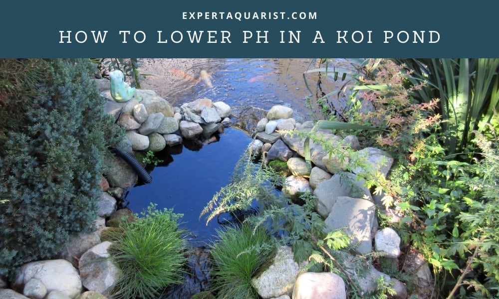 Fishkeeping Fundamentals: Setting Up and Maintaining a Healthy Fish ...