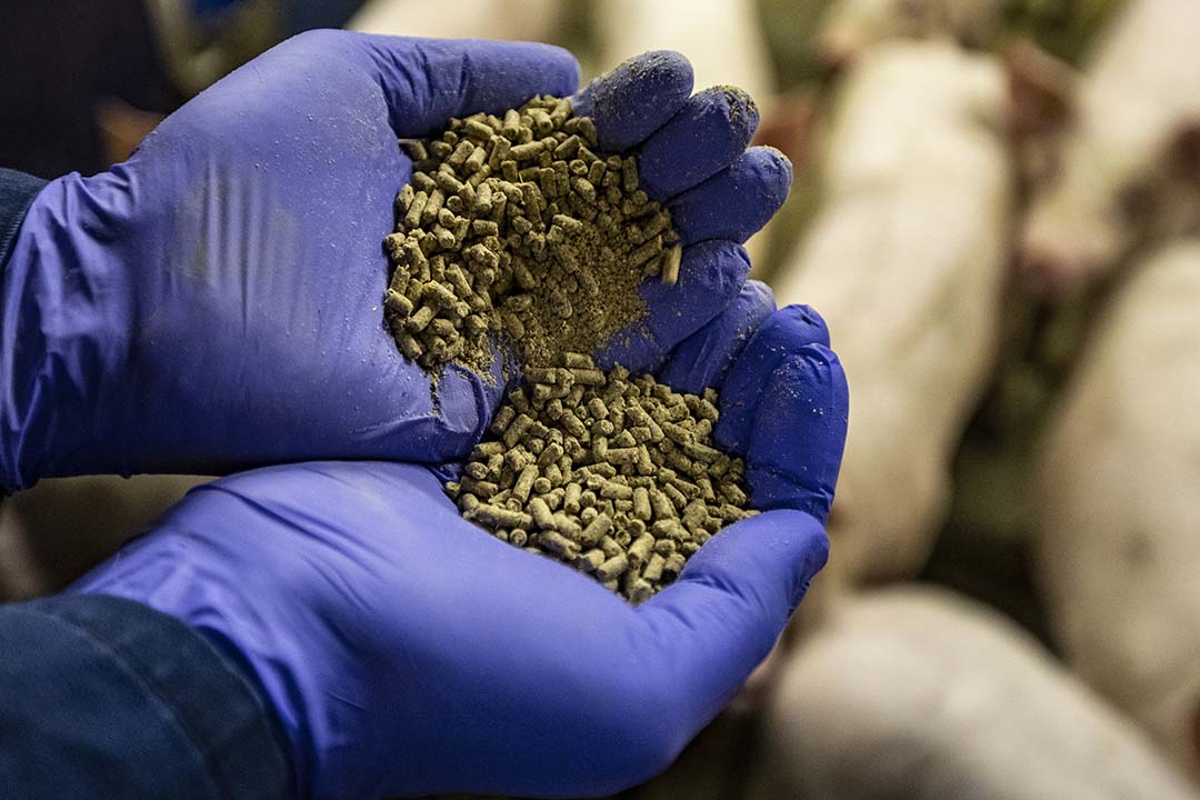 Best Pig Feed Formulation And Ingredients For Different Stage Best Pig Feed Formulation And Ingredients For Different Stage