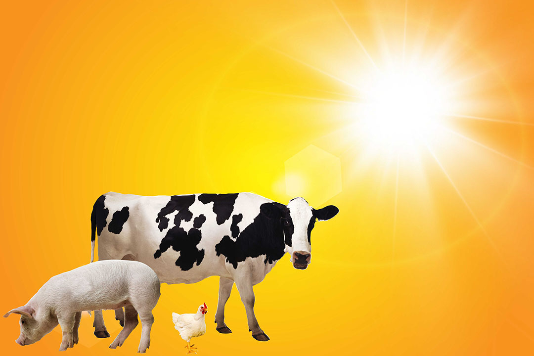 How to prevent turkey heat stress