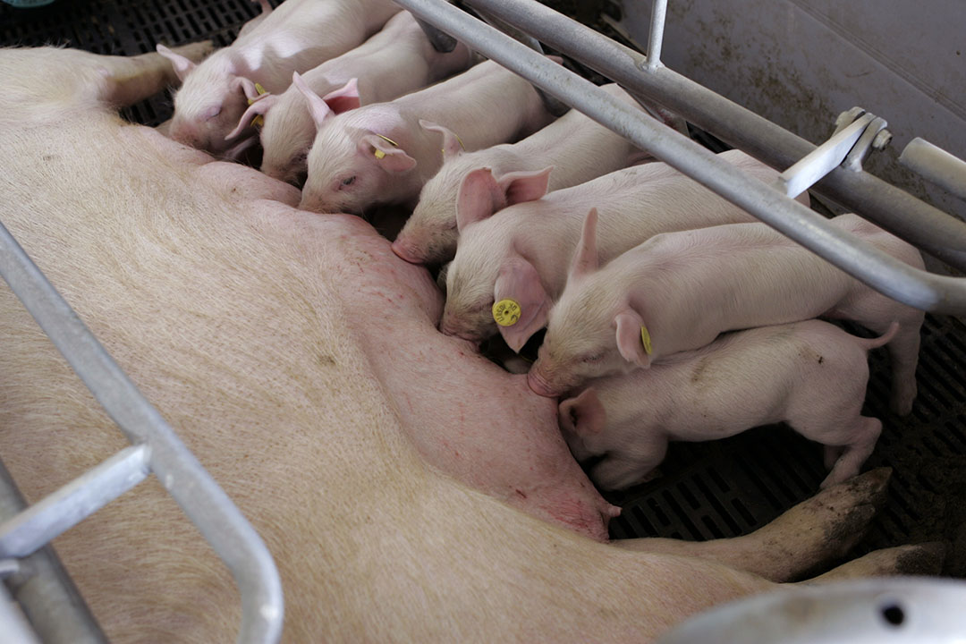 PigProgress - Major problems in piglet health and management PigProgress - Major problems in piglet health and management