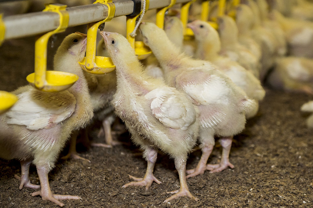 Keeping birds’ body temperature in the thermoneutral zone - Poultry World Keeping birds’ body temperature in the thermoneutral zone - Poultry World