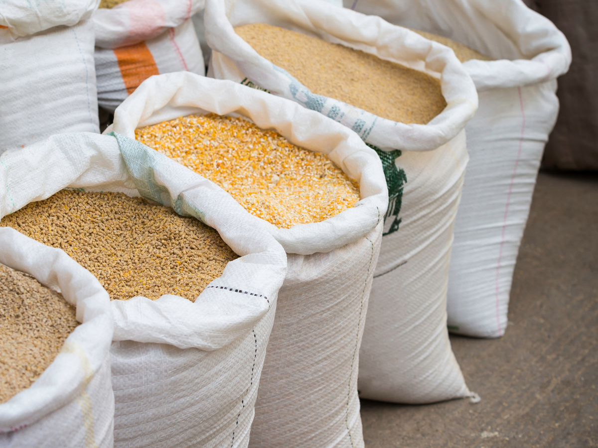 Changing animal feed could supply food for one billion people - Earth.com