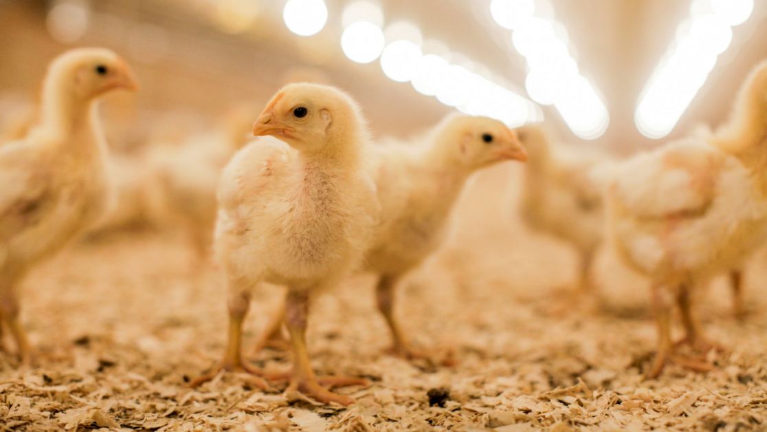 5 Easy Ways To Manage Poultry Litter And Make Profit | Afrimash.com ...