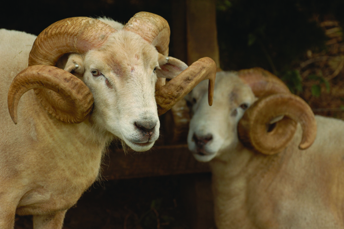 How to Register a Small Business in 4 Easy(ish) Steps - KORONA POS