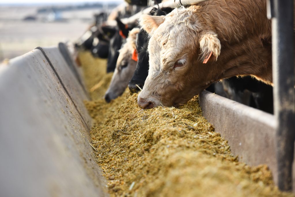 Livestock Feeding Systems at Ricky Middleton blog Livestock Feeding Systems at Ricky Middleton blog