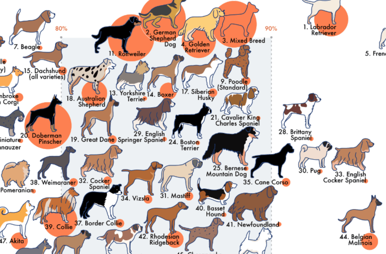 This Infographic Visualizes Dog Breeds Ranked by Temperament