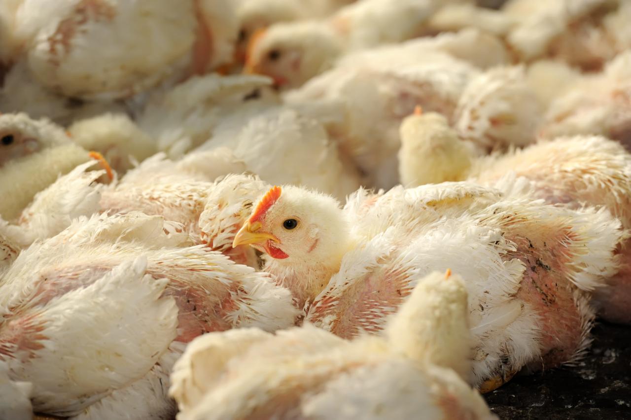 Selective Breeding - Biology Online Tutorial Selective Breeding - Biology Online Tutorial