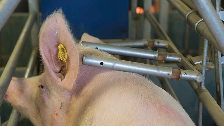 Reduce piglet crushing and take production levels to NEW HEIGHTS with ... Reduce piglet crushing and take production levels to NEW HEIGHTS with ...