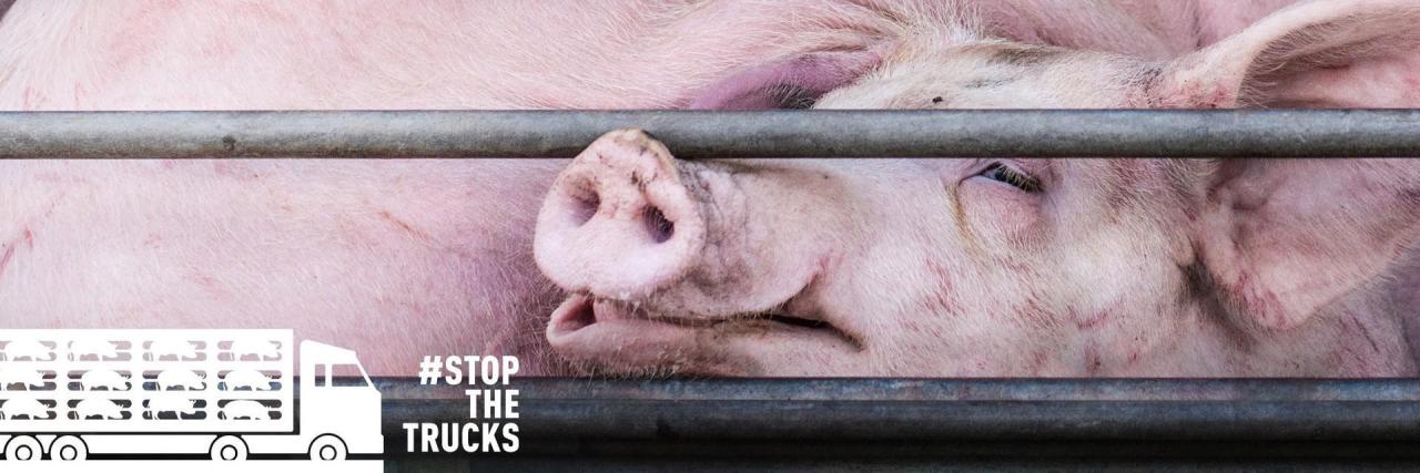 Piglet castration: QS yields to the pressure