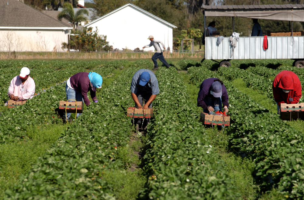 4 Reasons to Use a Farm Labor Supervisor Training Program - Growing Produce 4 Reasons to Use a Farm Labor Supervisor Training Program - Growing Produce