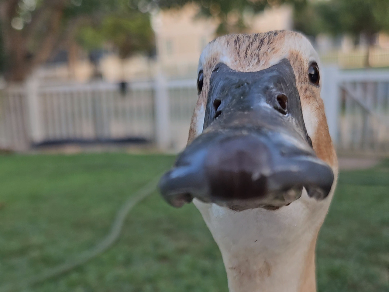 16 Common Duck Health Conditions You Should Know About