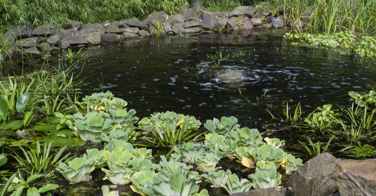 How To Aerate A Pond - Trim That Weed