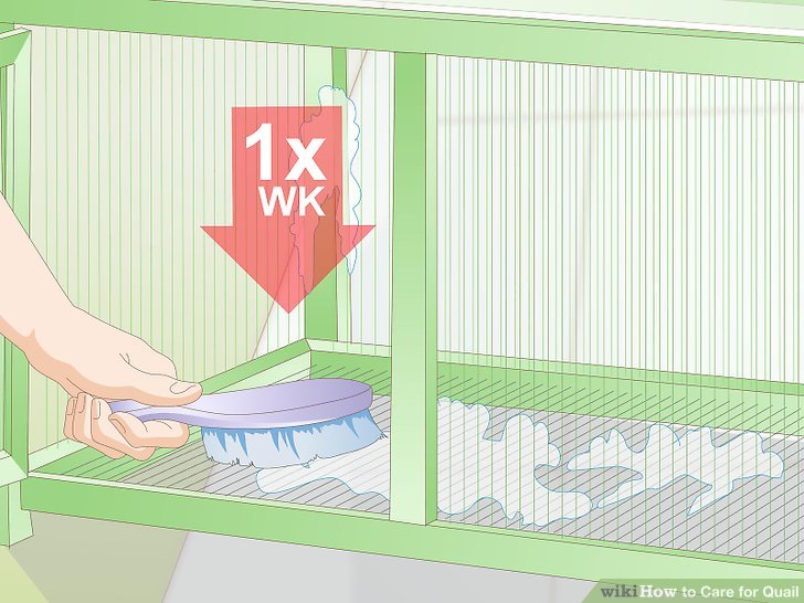 How to Care for Quail (with Pictures) - wikiHow