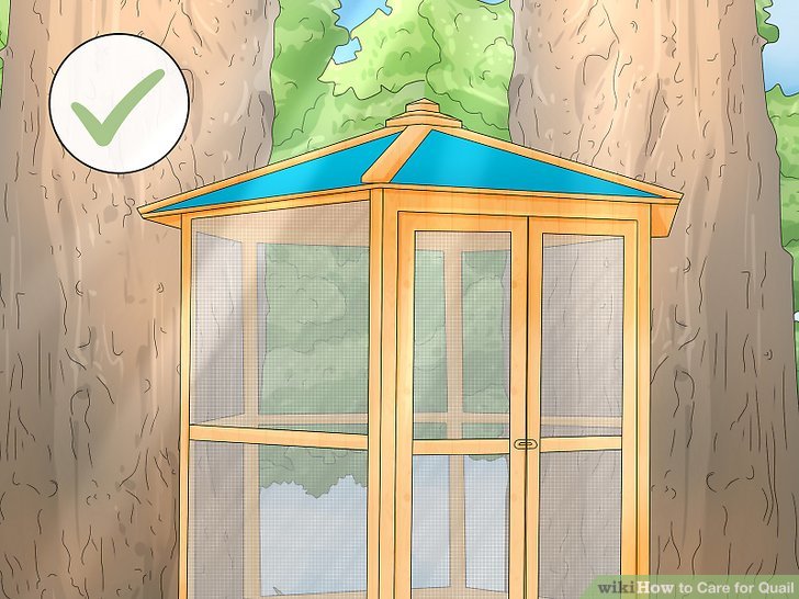 How to Care for Quail (with Pictures) - wikiHow