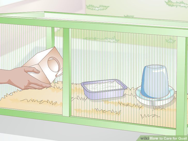 How to Care for Quail (with Pictures) - wikiHow