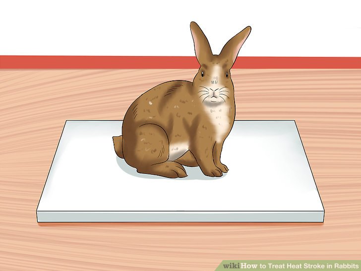 4 Ways to Treat Heat Stroke in Rabbits - wikiHow 4 Ways to Treat Heat Stroke in Rabbits - wikiHow