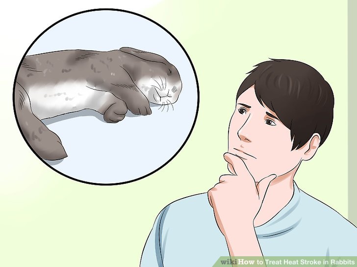 4 Ways to Treat Heat Stroke in Rabbits - wikiHow 4 Ways to Treat Heat Stroke in Rabbits - wikiHow
