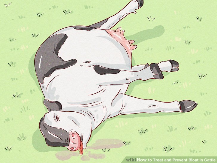 How to Treat and Prevent Bloat in Cattle (with Pictures) - wikiHow