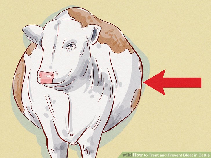 How to Treat and Prevent Bloat in Cattle (with Pictures) - wikiHow