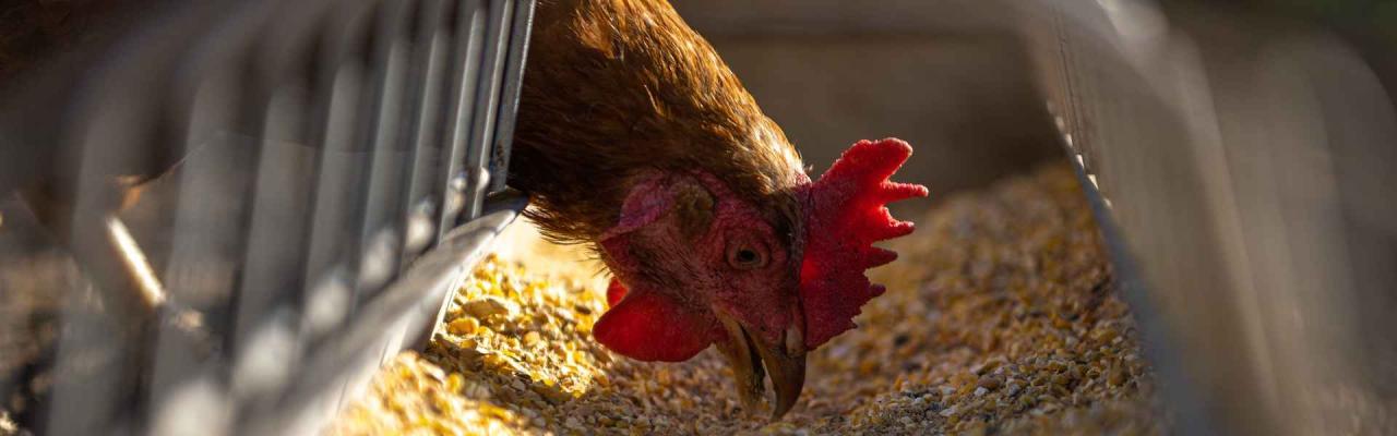 Automated Climate Control System for Poultry Houses based on ... Automated Climate Control System for Poultry Houses based on ...