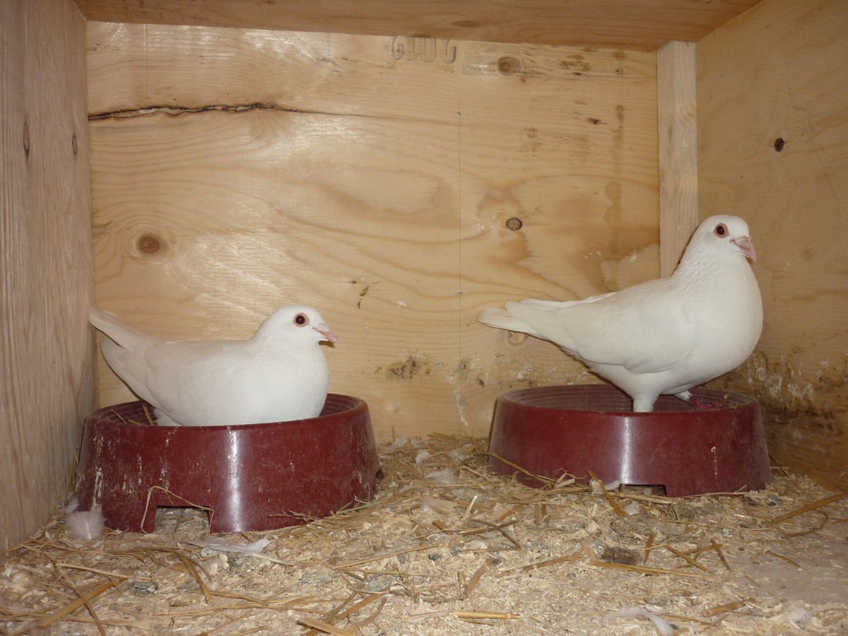 Breeding Stock Breeding Stock