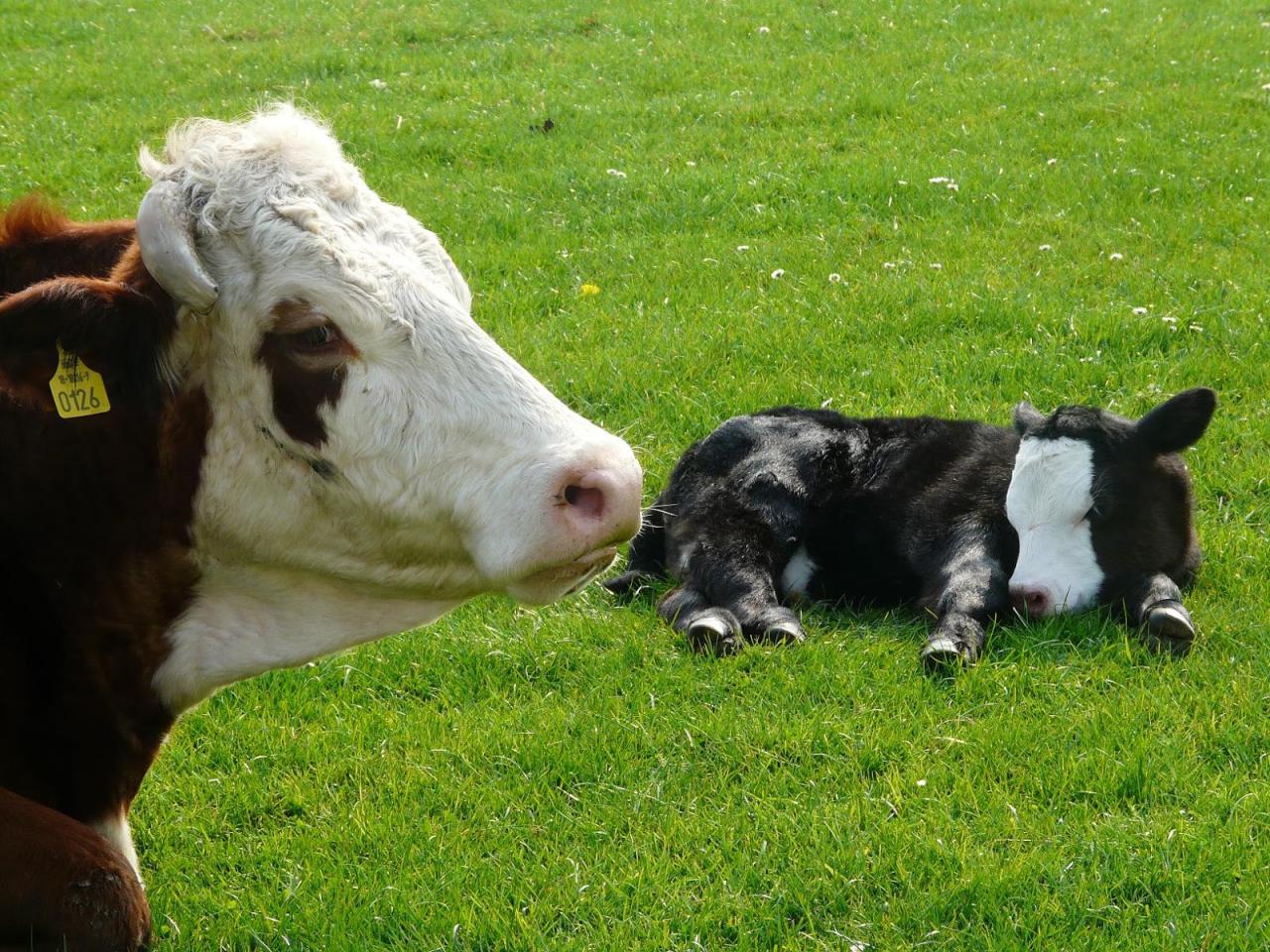 How to Boost New Born Calves’ Health - VitaFerm