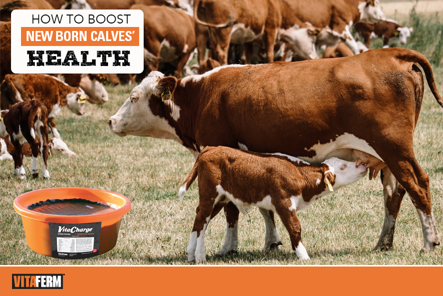 Limb problems in newborn calves