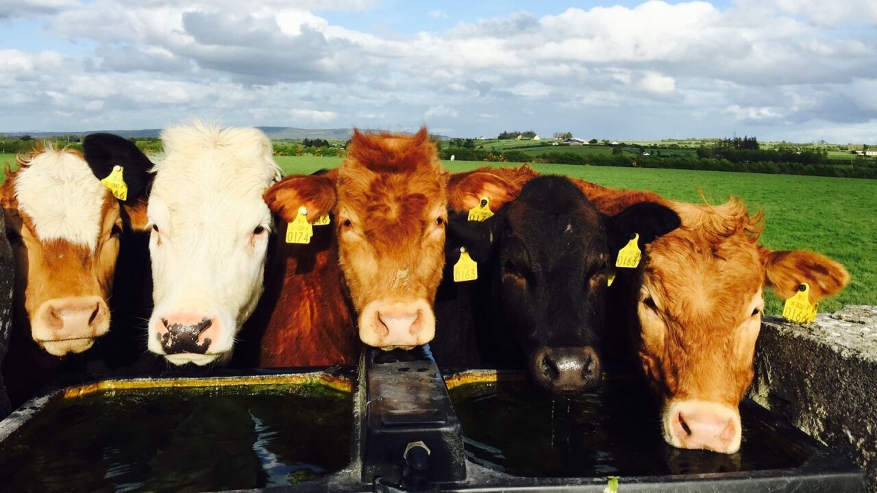 Top tips for conserving water on farms - Agriland.ie Top tips for conserving water on farms - Agriland.ie