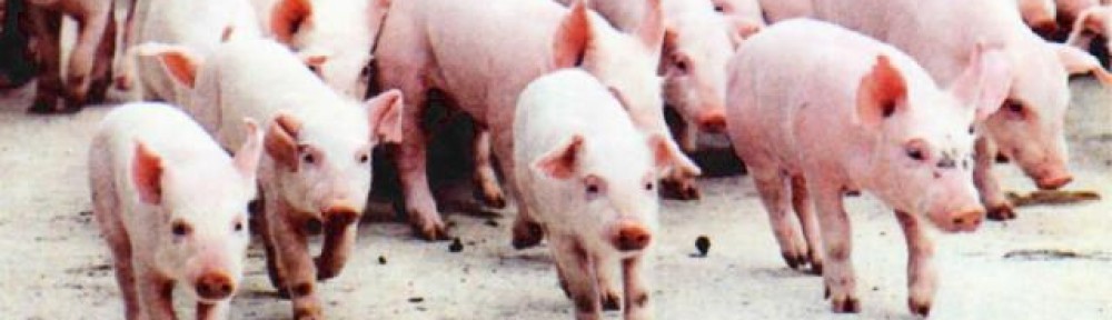 Methods | Welfare Issues of Piglet Castration