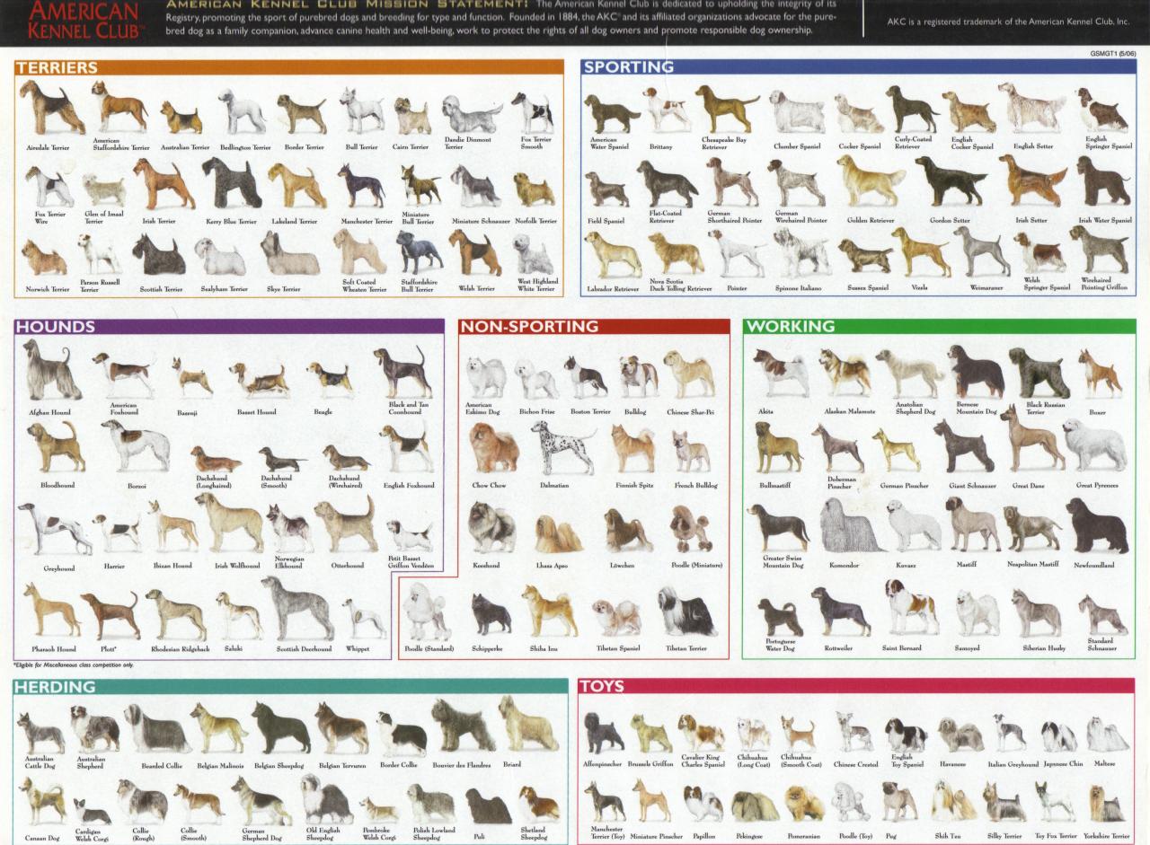 Breeds of Different Animals on Amazing Charts | Earthly Mission