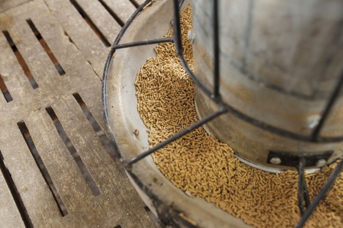 Feed conversion ratio improves for rearing herd - Pig World Feed conversion ratio improves for rearing herd - Pig World