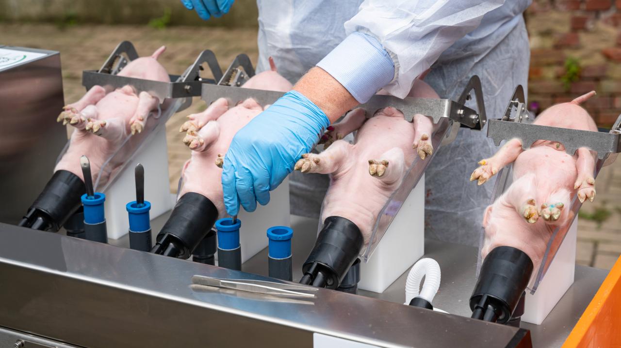 Pig castration is extremely painful — but it doesn’t have to be - Vox