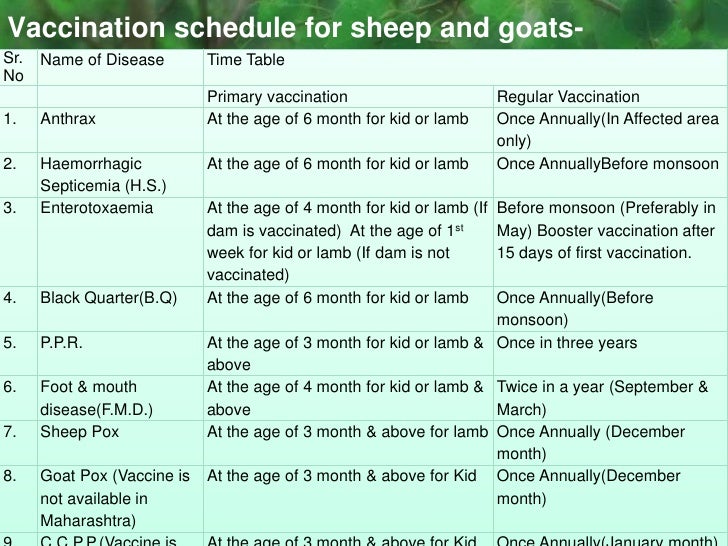 Goat health is one of the most important part of raising goats. You ... Goat health is one of the most important part of raising goats. You ...
