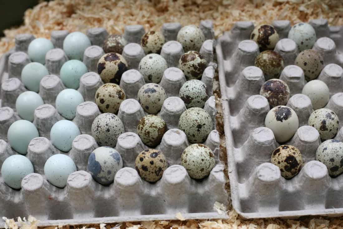 10 Tips on Hatching Quail Eggs – Beginner’s Guide