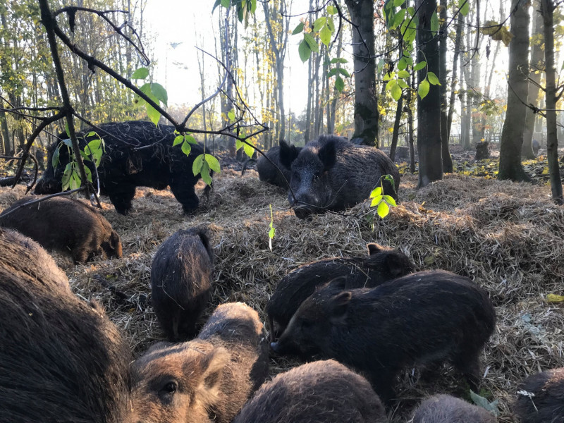 Togreen Farms on Instagram: “SELECTION OF BREEDING BOAR It is extremely ...