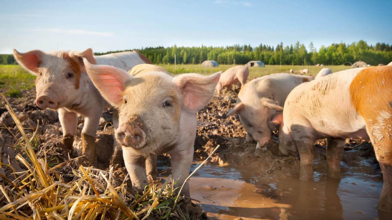 Paid Program: Pork Markets Are Evolving With Steady Export Demand Paid Program: Pork Markets Are Evolving With Steady Export Demand