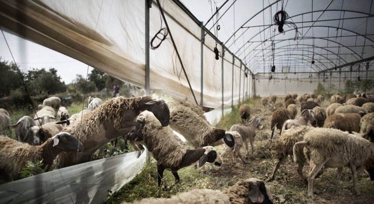 How to reduce goat mortality