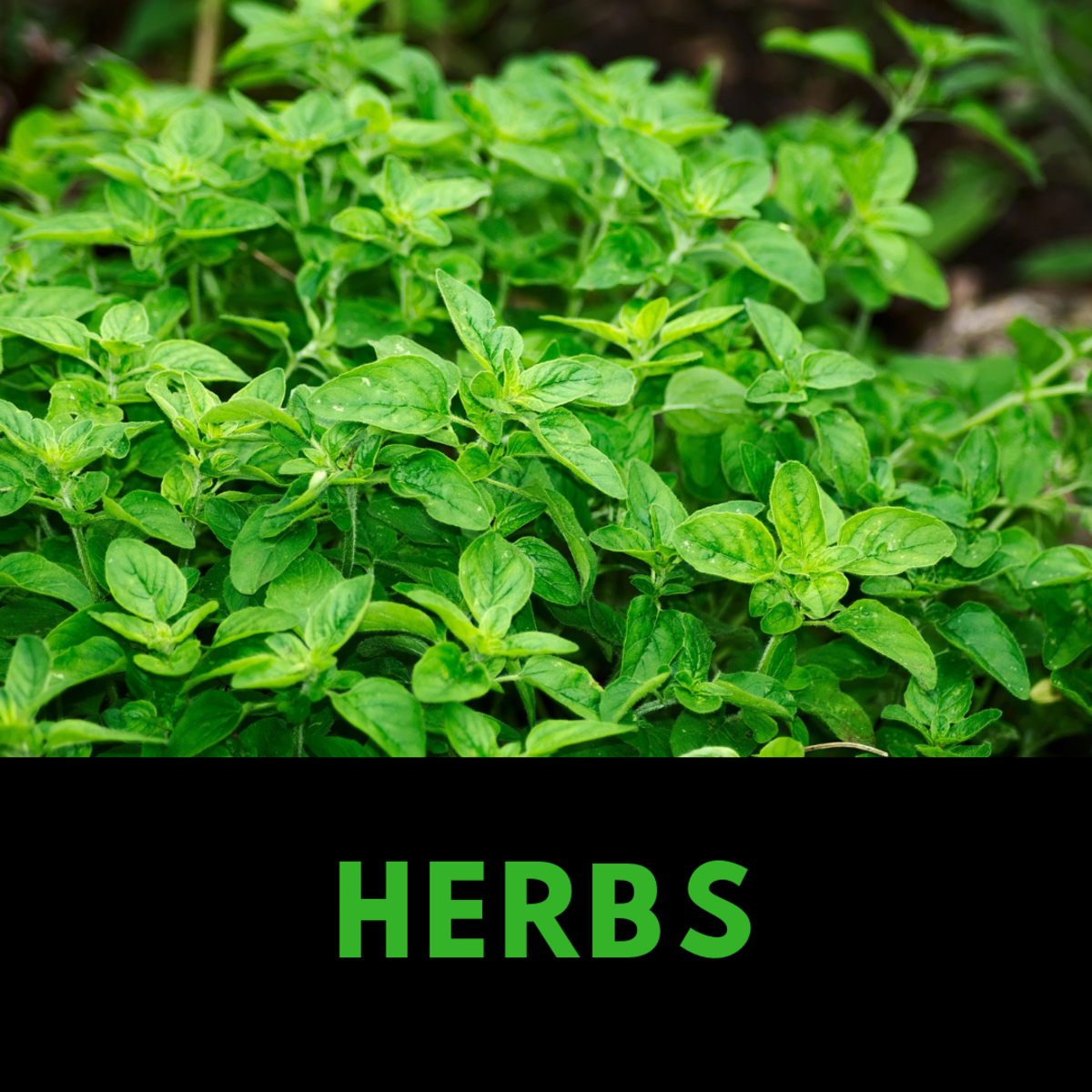 25 of the Best Plants for Indoor Hydroponic Gardens - HubPages