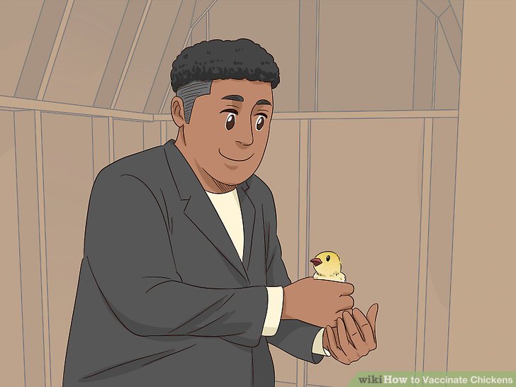 How to Vaccinate Chickens : r/notdisneyvacation How to Vaccinate Chickens : r/notdisneyvacation