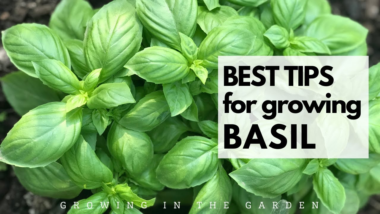 100+ Italian Large Leaf Basil Seeds, Genovese Type Sweet Basil + Free ...