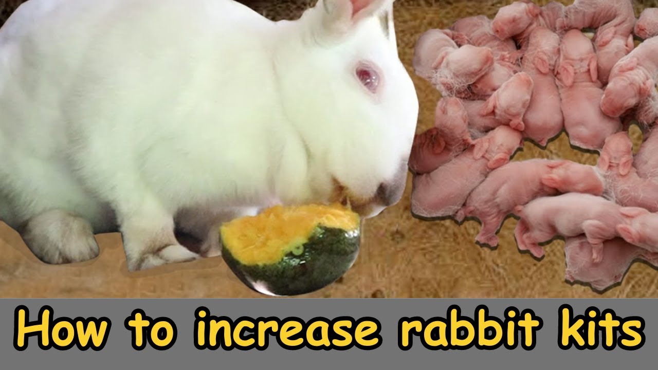 Maximize Rabbit Farming Success: Increase Rabbit Kit Numbers - YouTube