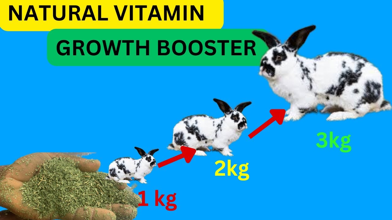Rabbit natural booster || boost your rabbit growth with this - YouTube