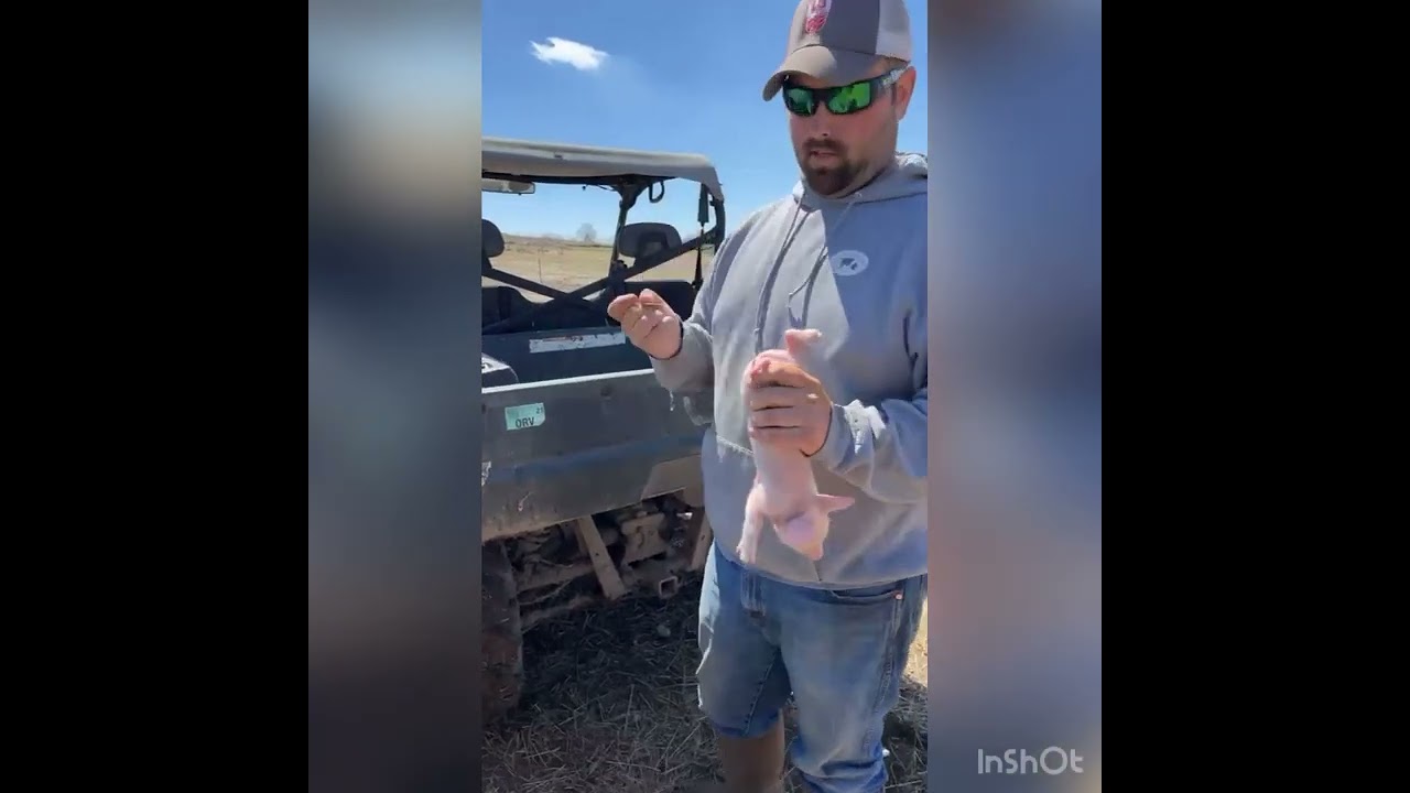 Piglet castration - YouTube