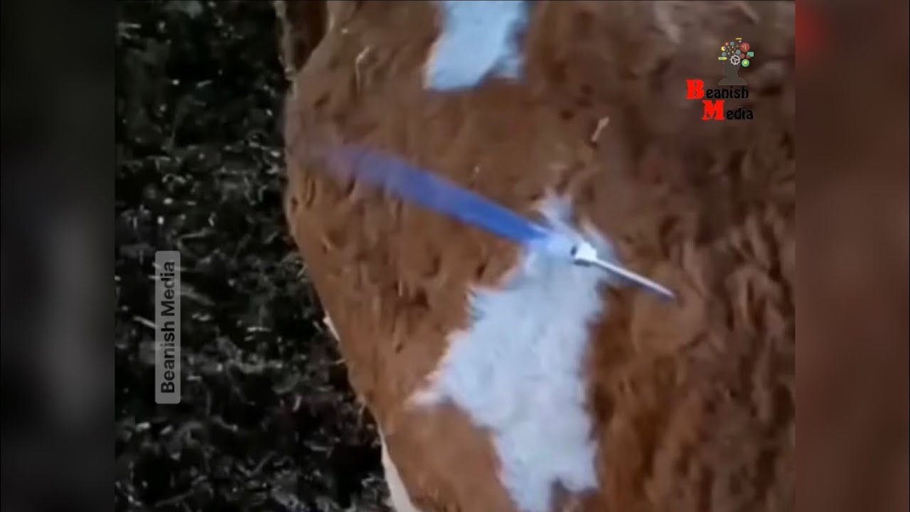 Degassing cows! Bloat @beanishmedia #bloat #bloating #cowbloat # ...