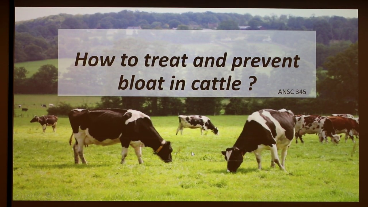 How to Treat and Prevent Bloat in Cattle - YouTube