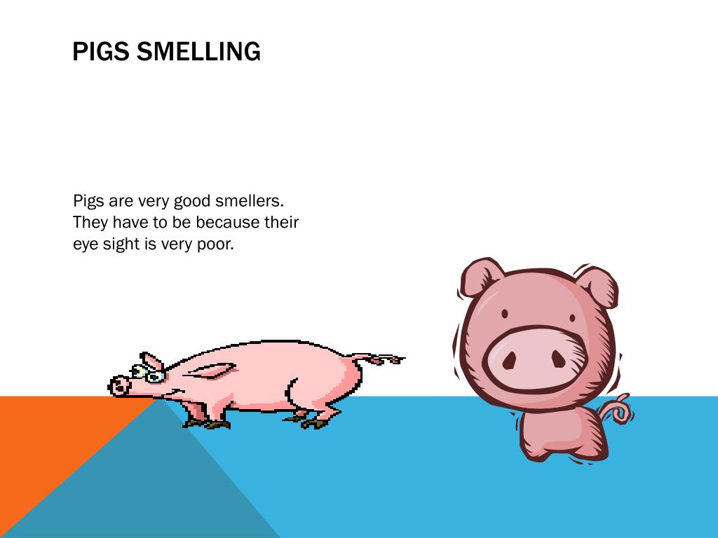 Basic Pig Care 101: Bringing Your Pig Home