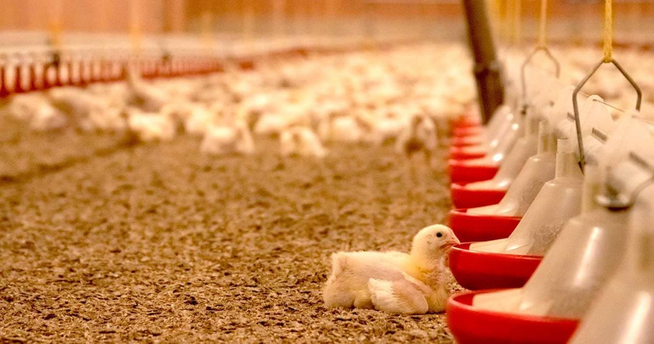 5 Effective Ways To Reduce Chick Mortality During Transport | Afrimash ...