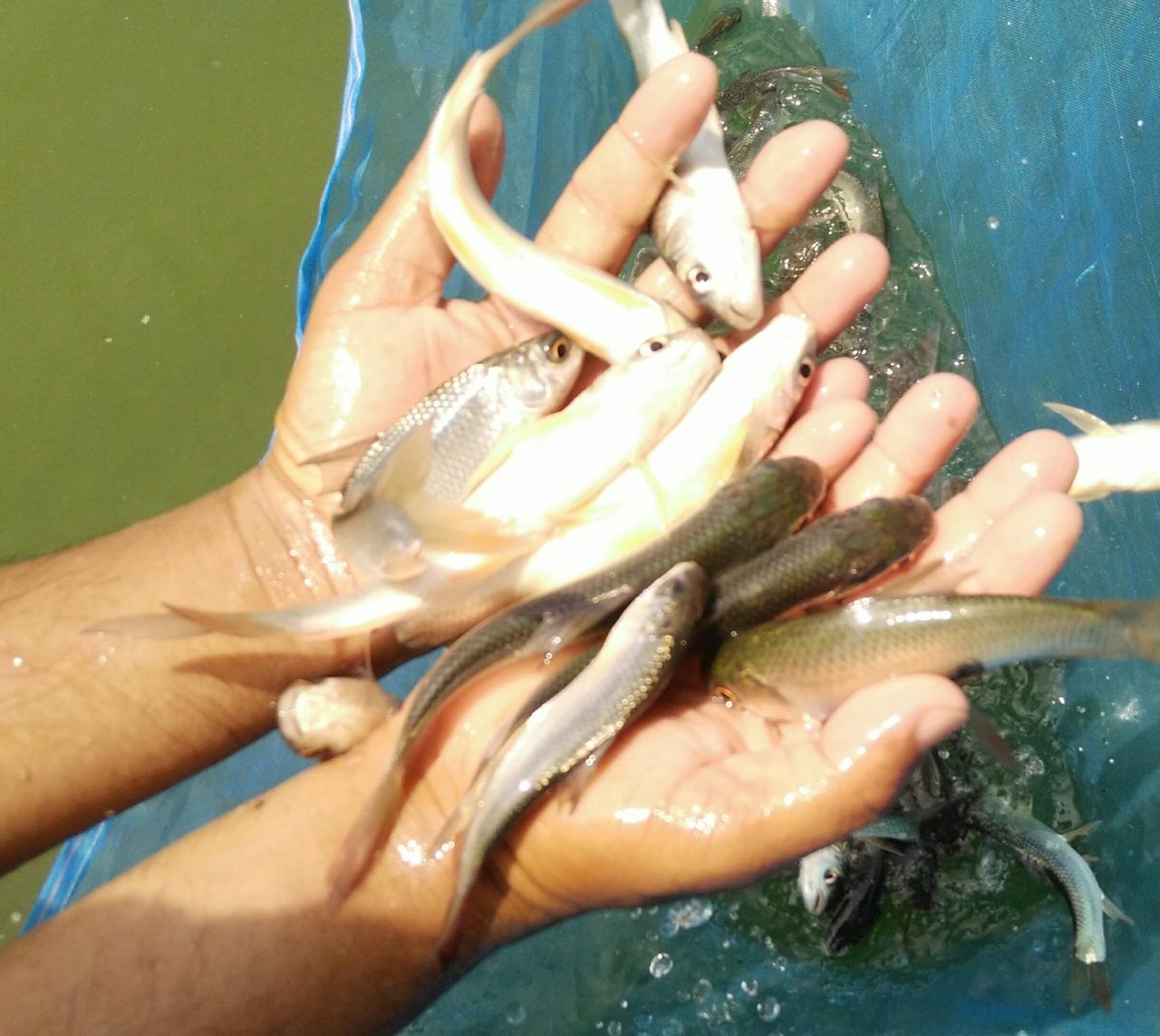 Fish Fingerlings Seed, Pack Size: 5, Rs 2 /piece Syon Fishering | ID ...