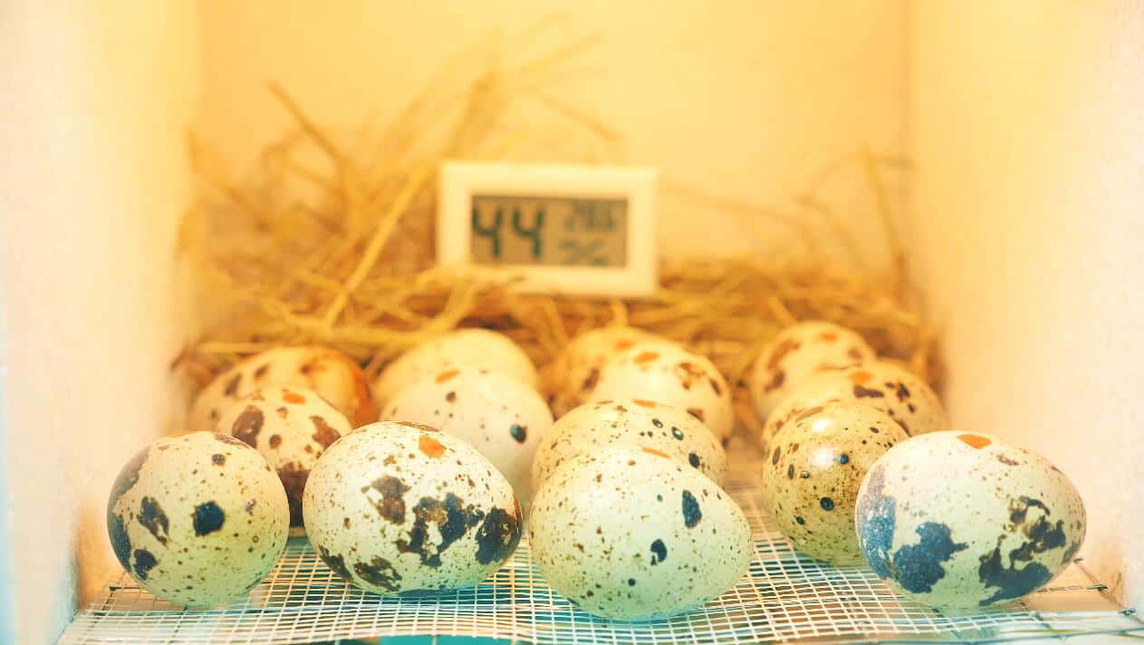 10 Tips on Hatching Quail Eggs – Beginner’s Guide